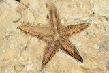 Two Ordovician Starfish (Petraster?) Fossils - Morocco #193724-2